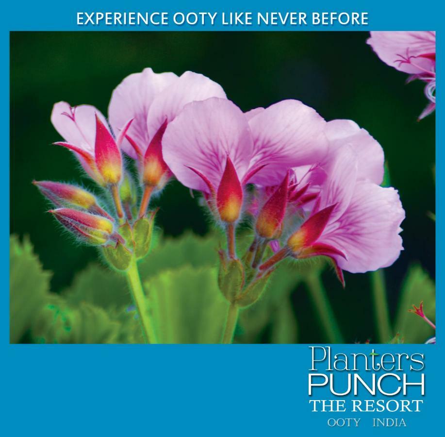 Вілла Planters Punch Уті Екстер'єр фото